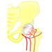 banner-icon